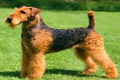 Airedale Terrier