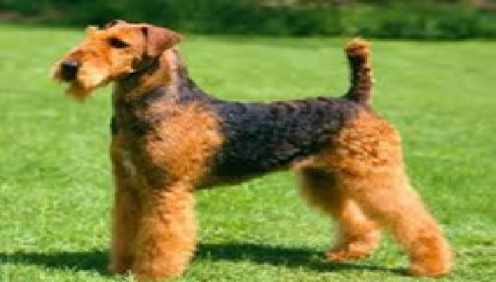 Airedale Terrier