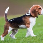 perro beagle