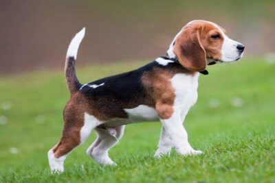 perro beagle