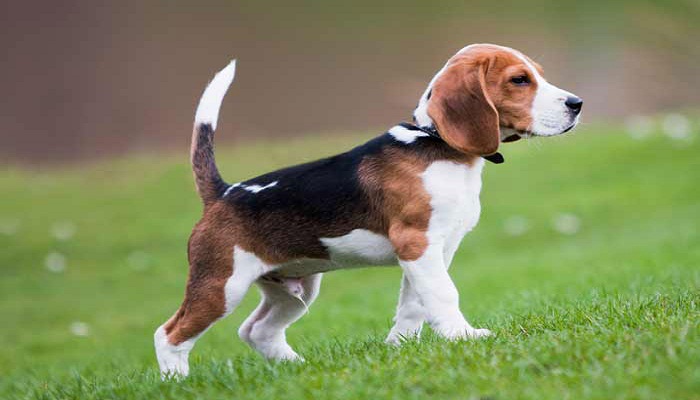 perro beagle