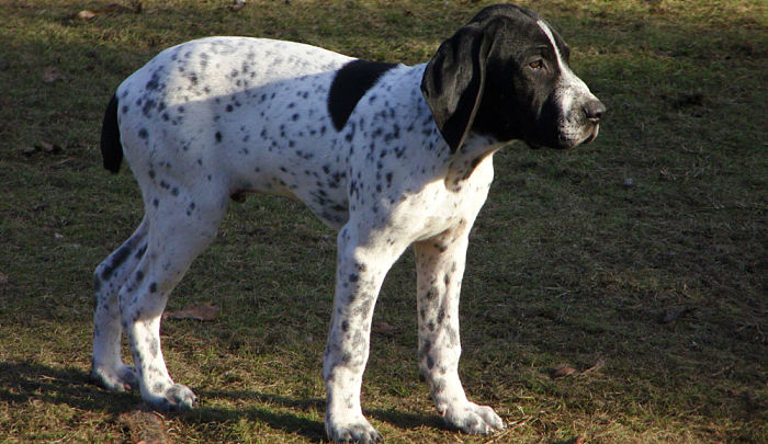 Braco francés