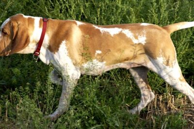 Braco-italiano-2