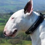 Bull-Terrier-2