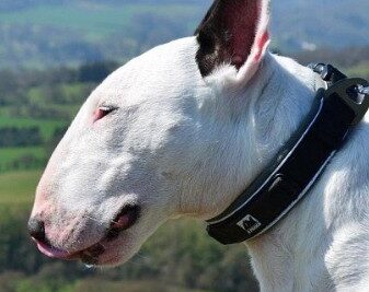 Bull-Terrier-2