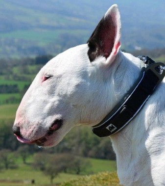 Bull-Terrier-2