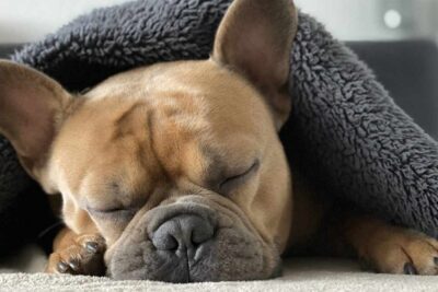 Bulldog-Francés-2
