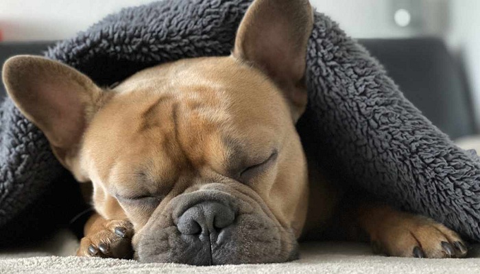 Bulldog-Francés-2