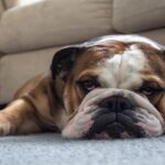 Bulldog-Inglés-1
