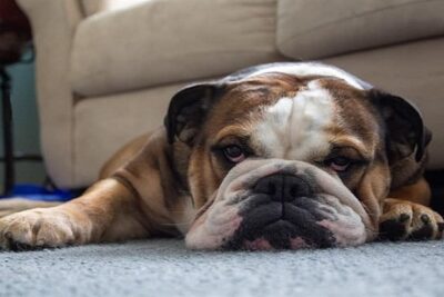 Bulldog-Inglés-1