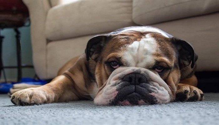 Bulldog-Inglés-1