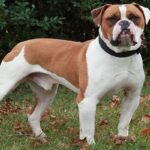 Bulldog-Americano-3