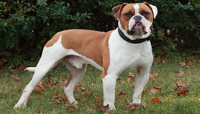 Bulldog-Americano-3