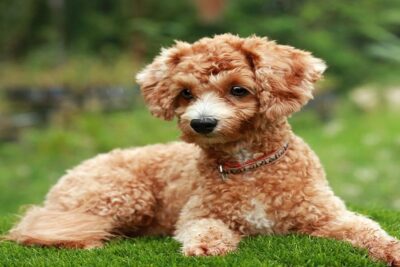 CANICHE-3