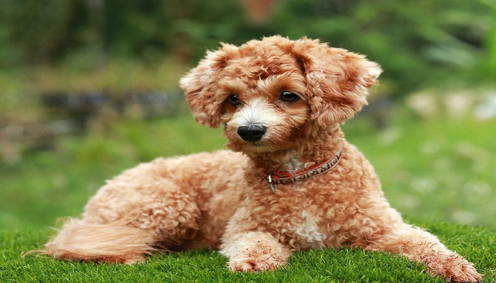 CANICHE-3