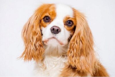 Cavalier-King-Charles-Spaniel-1