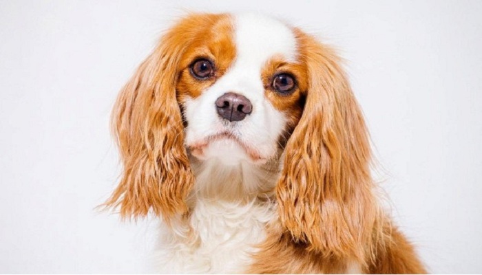 Cavalier-King-Charles-Spaniel-1