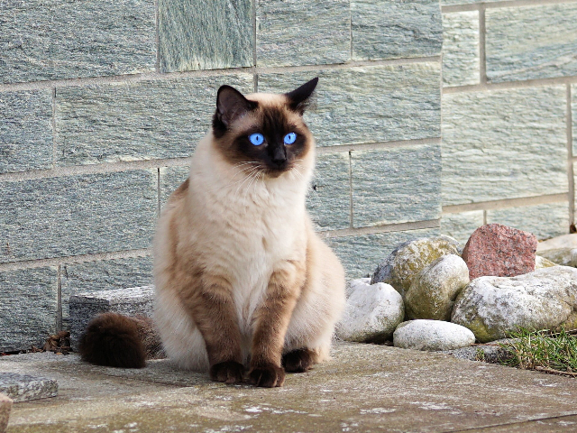 Himalayo