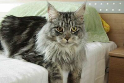 Maine Coon