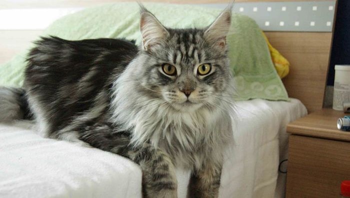 Maine Coon