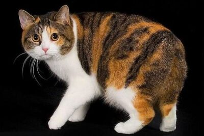 Gato Manx