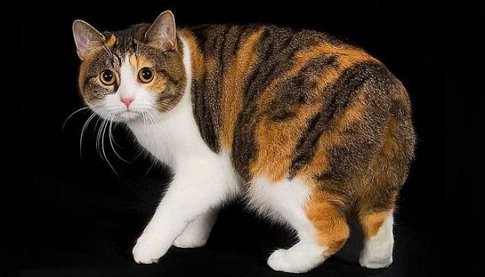 Gato Manx