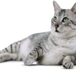Mau egipcio-1