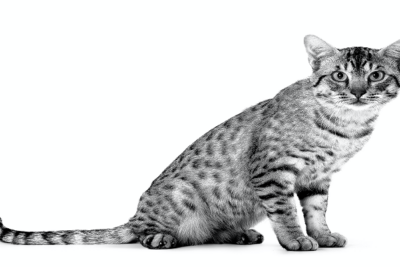 Ocicat-3