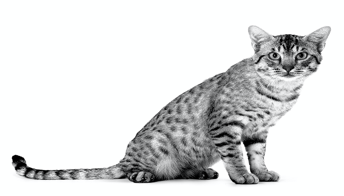 Ocicat-3