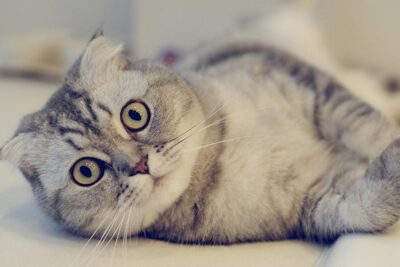 Scottish-Fold-2