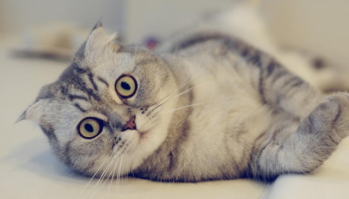 Scottish-Fold-2