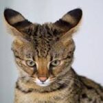 gato africano domestico