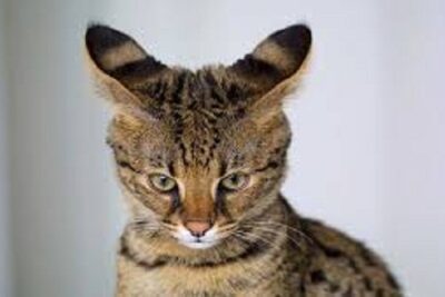 gato africano domestico