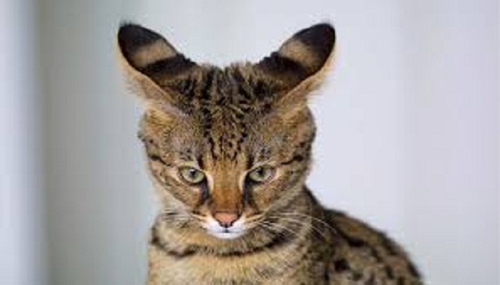 gato africano domestico