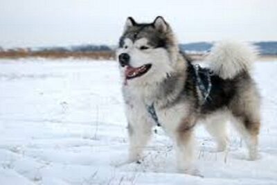 alaskan malamute