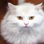 gato angora turco