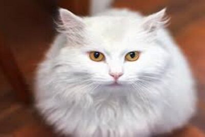 gato angora turco