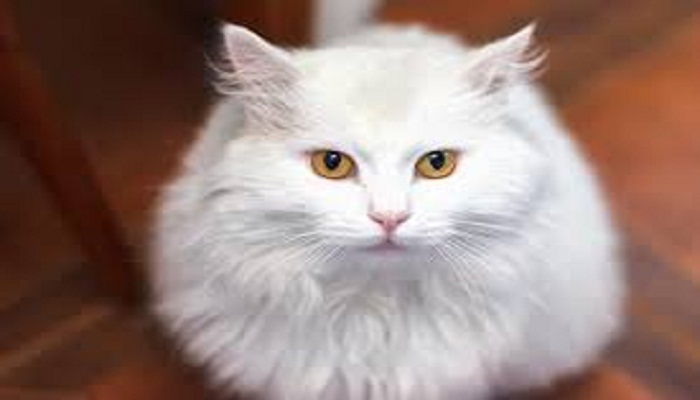 gato angora turco