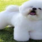perro bichón frise