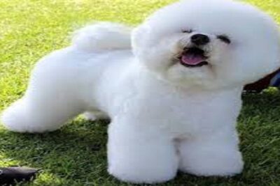 perro bichón frise
