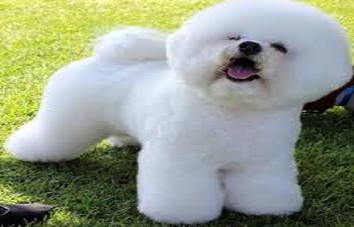 perro bichón frise
