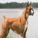 perro bóxer