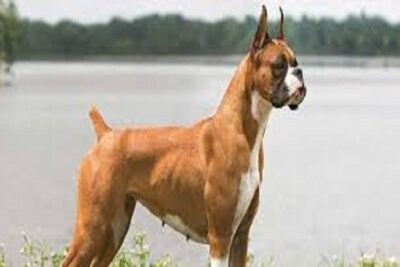 perro bóxer