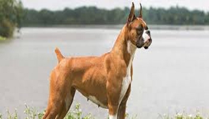 perro bóxer