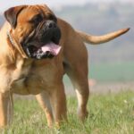 bullmastiff-1