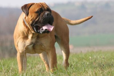 bullmastiff-1