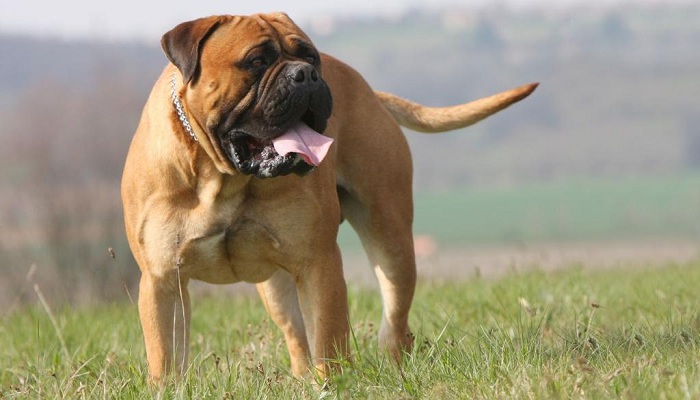 bullmastiff-1