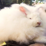 el conejo angora