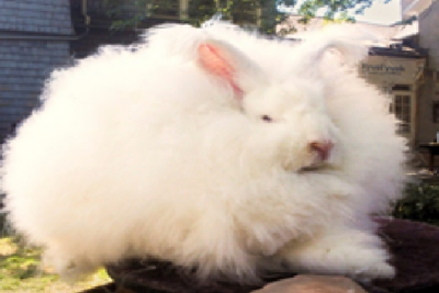 el conejo angora