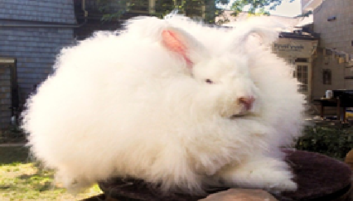 el conejo angora